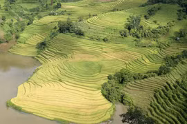 Ngắm “mùa vàng” trên những thửa ruộng bậc thang ở Bát Xát