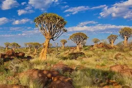 4 khu rừng kỳ lạ nhất vẫn tồn tại trên Trái Đất