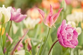 Sang năm 2024, 3 con giáp lật ngược tình thế, vận may rực rỡ