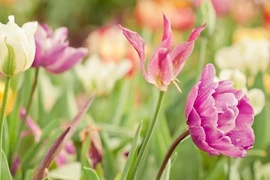 Sang năm 2024, 3 con giáp lật ngược tình thế, vận may rực rỡ