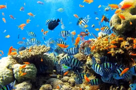 Dự kiến mức phí tham quan vịnh Nha Trang là 30.000 đồng/lượt