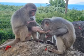 Bất ngờ núi Khỉ giữa lòng thành phố 