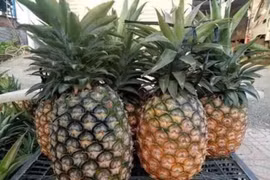 Nắng nóng, các loại trái cây giải nhiệt đang tăng giá tốt