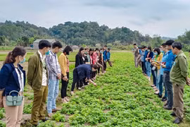 Trồng cây “vàng đen” nông dân Lạng Sơn thu hàng trăm tỷ đồng/năm