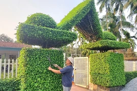 Cách tân 2 cây sanh cổ thụ thành cổng nhà đẹp như phim