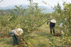 Nông dân Đà Nẵng trồng thành công loại quả dòn, ngọt cực dễ bán