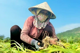 Được mùa nhưng giá thấp người dân trồng tỏi ở Lý Sơn “méo mặt“