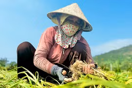 Được mùa nhưng giá thấp người dân trồng tỏi ở Lý Sơn “méo mặt“