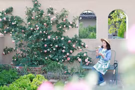 Cô giáo biến khu nhà của mình thành vườn hoa đẹp rực rỡ