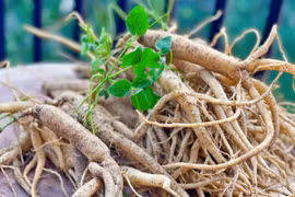 Cây dại xưa là thức ăn chăn nuôi, nay đào rễ bán giá đắt 