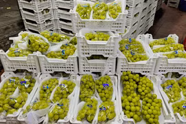 Nho sữa Trung Quốc rao bán la liệt trên thị trường giá rẻ bèo