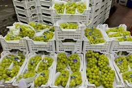 Nho sữa Trung Quốc rao bán la liệt trên thị trường giá rẻ bèo