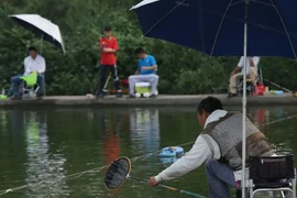 Hái ra tiền nhờ “mỏ vàng” ẩn mình giữa làng quê