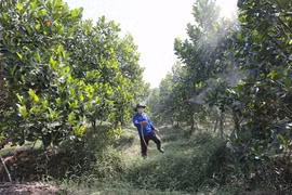 Trồng mít ruột đỏ xơ vàng ở Tây Ninh mang lại thu nhập cao