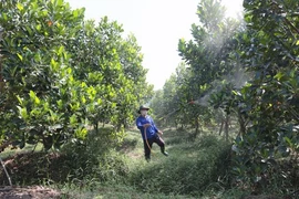 Trồng mít ruột đỏ xơ vàng ở Tây Ninh mang lại thu nhập cao