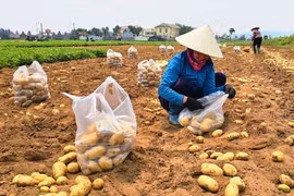 Nông dân được mùa khoai tây, cân ngay tại ruộng đếm tiền liền tay