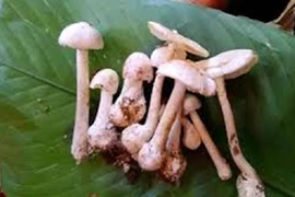 Ăn phải nấm độc hái trong rừng, hai vợ chồng tử vong