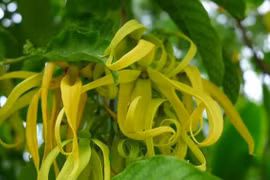 Loại cây trồng trước nhà tỏa hương thơm và mang lại sự bình an