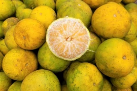 Giá quýt PQ rẻ bèo, nông dân Nghệ An xót xa nhìn quả rụng 