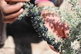 Quả bé tí, đen sì xưa từng “đắt như vàng” nay bị thờ ơ