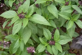 Rau gia vị “lên đời” thành cây phong thủy hút giàu sang