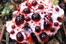 12 loài thực vật độc đáo cứ ngỡ chỉ có trong chuyện cổ tích