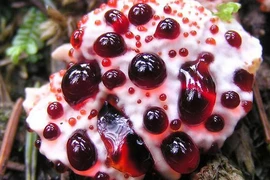 12 loài thực vật độc đáo cứ ngỡ chỉ có trong chuyện cổ tích