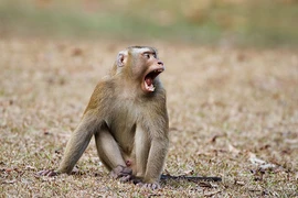 4 cá thể khỉ quý hiếm sao dân giao ngay cho VQG Vũ Quang?