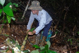 'Triết lý' của người đi hái măng rừng
