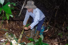 'Triết lý' của người đi hái măng rừng