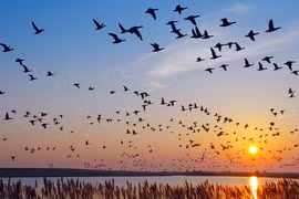 Tại sao chim di cư phải “nhọc công” bay về phương Bắc khi hết mùa lạnh?