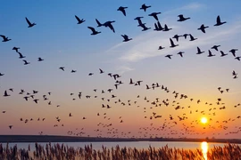 Tại sao chim di cư phải “nhọc công” bay về phương Bắc khi hết mùa lạnh?