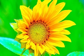 Giờ sinh của người nhân hậu, không biết làm chuyện xấu