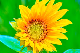 Giờ sinh của người nhân hậu, không biết làm chuyện xấu