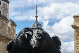  Truyền thuyết về loài quạ đen bảo vệ tháp London và nước Anh khỏi sụp đổ