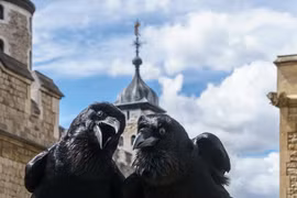  Truyền thuyết về loài quạ đen bảo vệ tháp London và nước Anh khỏi sụp đổ