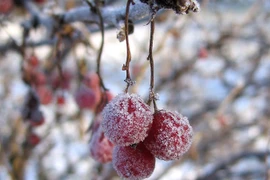 Thời tiết 7/12/2021: Bắc bộ trời rét đậm, vùng núi cao có sương muối