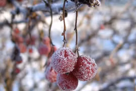 Thời tiết 7/12/2021: Bắc bộ trời rét đậm, vùng núi cao có sương muối