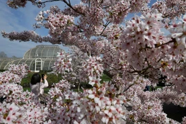 Đắm chìm vào hương sắc hoa anh đào trong tiết xuân khắp thế giới