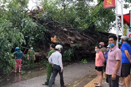 1 người chết vì bị cây đa hơn 200 tuổi đổ đè lên