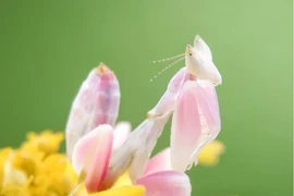 6 loài động vật đẹp nhất hành tinh, càng ngắm càng mê mẩn 