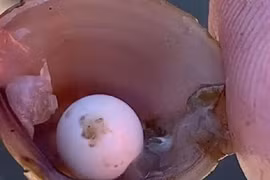 Chơi đùa bên bờ sông, bất ngờ nhặt được ngọc hiếm trong miệng hến 