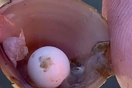 Chơi đùa bên bờ sông, bất ngờ nhặt được ngọc hiếm trong miệng hến 