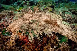 20 loài cá mập "lập dị" nhất hành tinh, ai thấy cũng giật mình