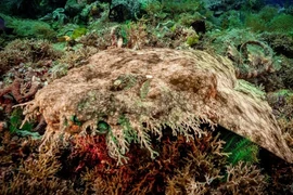 20 loài cá mập "lập dị" nhất hành tinh, ai thấy cũng giật mình