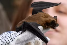 Ngỡ ngàng trước khả năng tiên đoán thần kỳ của động vật