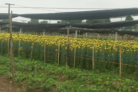 Làng hoa Tây Tựu: Xót xa tình cảnh "hoa cười, người khóc"