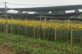 Làng hoa Tây Tựu: Xót xa tình cảnh "hoa cười, người khóc"