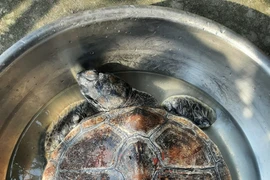 Quảng Bình: Thả một cá thể rùa biển quý hiếm về với đại dương