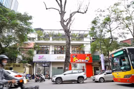 Loạt cây chết khô tại quận Hoàn Kiếm- nhiều nguy cơ trước mùa bão